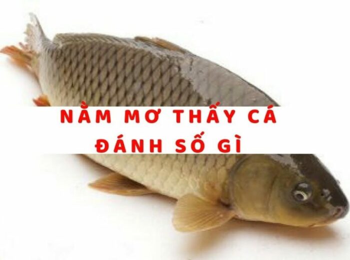 Nằm mơ thấy cá đánh con gì?